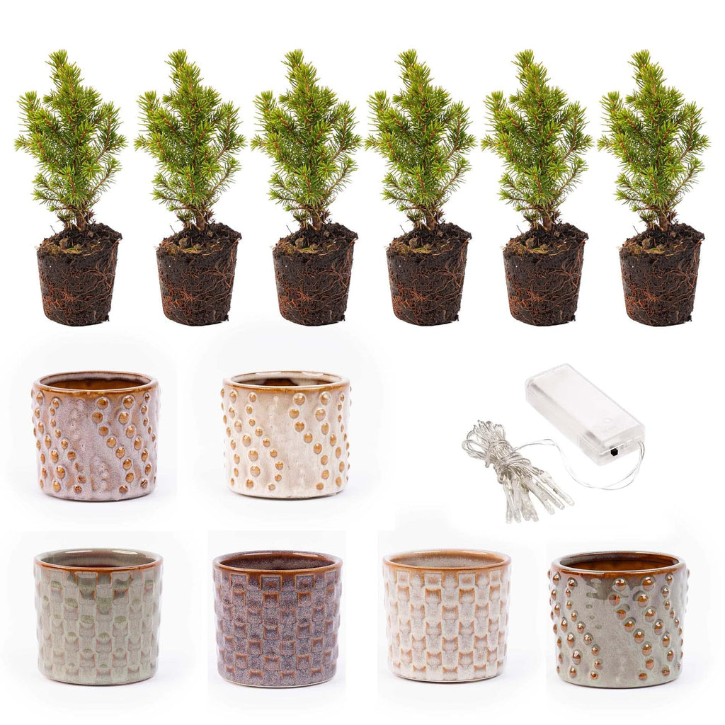 Mini-Weihnachtsbaum Set 6 – inkl. Topfset „Madrid“ + 20 LED-Lichter - Botanic-Vibes