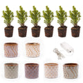 Mini-Weihnachtsbaum Set 6 – inkl. Topfset „Madrid“ + 20 LED-Lichter - Botanic-Vibes