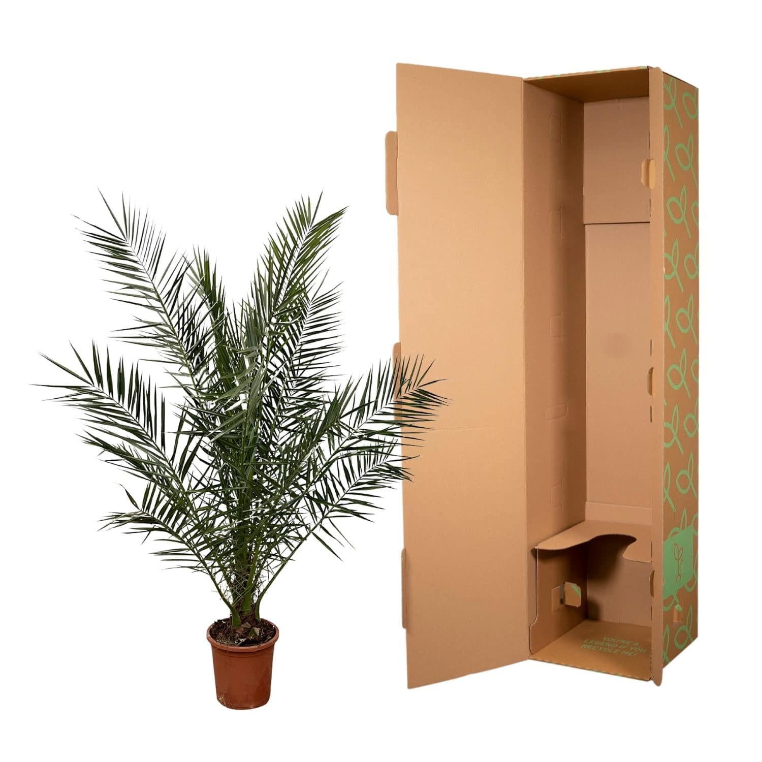 Phoenix canariensis – 180 cm – Ø23 - Botanic-Vibes