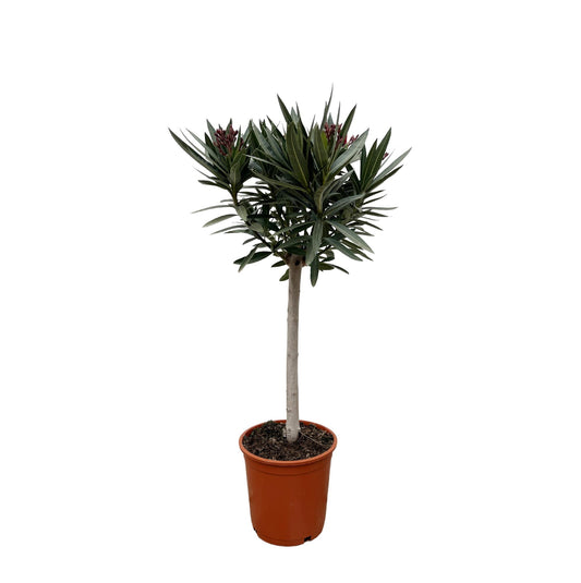 Nerium oleander auf Stamm mit weißer Blüte – 90 cm – Ø19