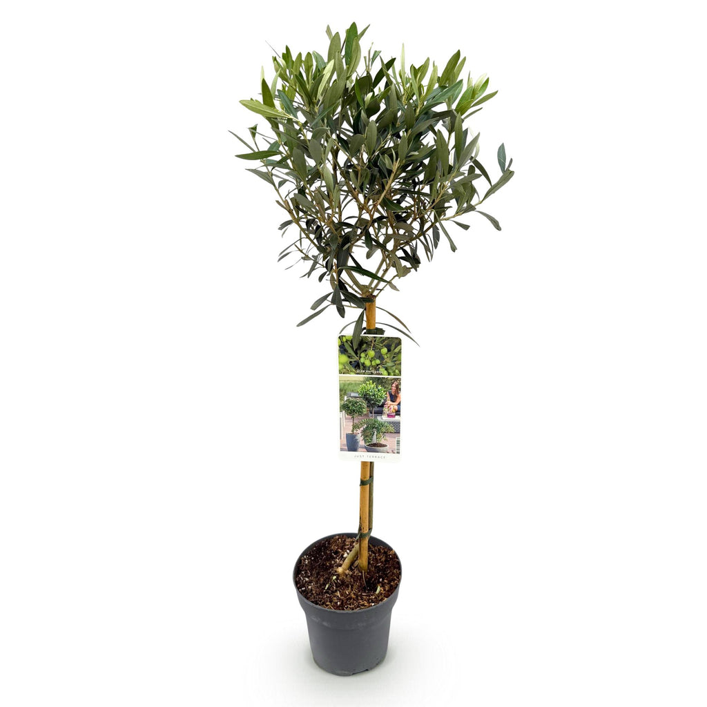 Stamm Pflanze, Olea Europaea, Terrassen Pflanze, Immergrün, Winterhart, Olivenfarbenes Blatt, Topf 19 cm 90 cm