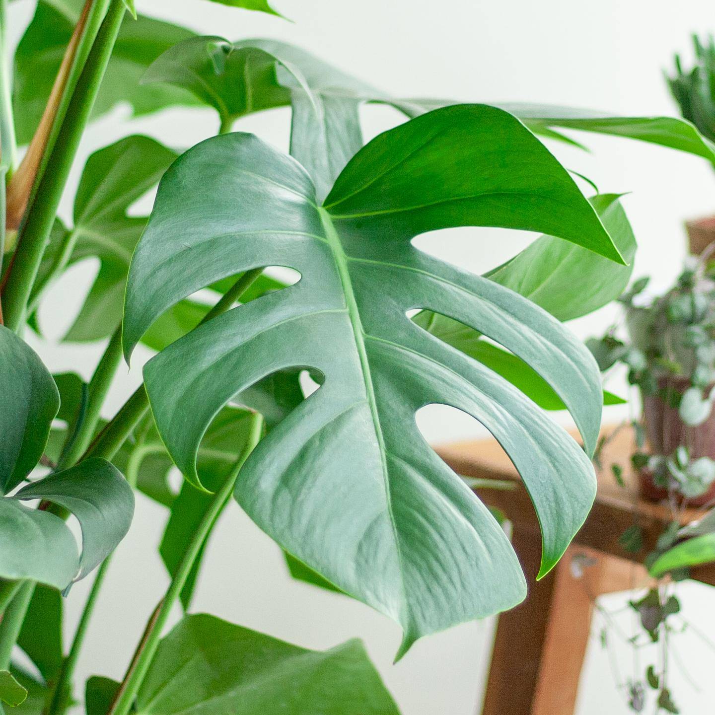 Monstera Deliciosa XL mit Torun-Korb – 120 cm – Ø24 - Botanic-Vibes