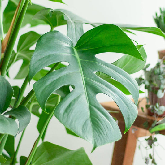 Monstera Deliciosa XL mit Torun-Korb – 120 cm – Ø24 - Botanic-Vibes