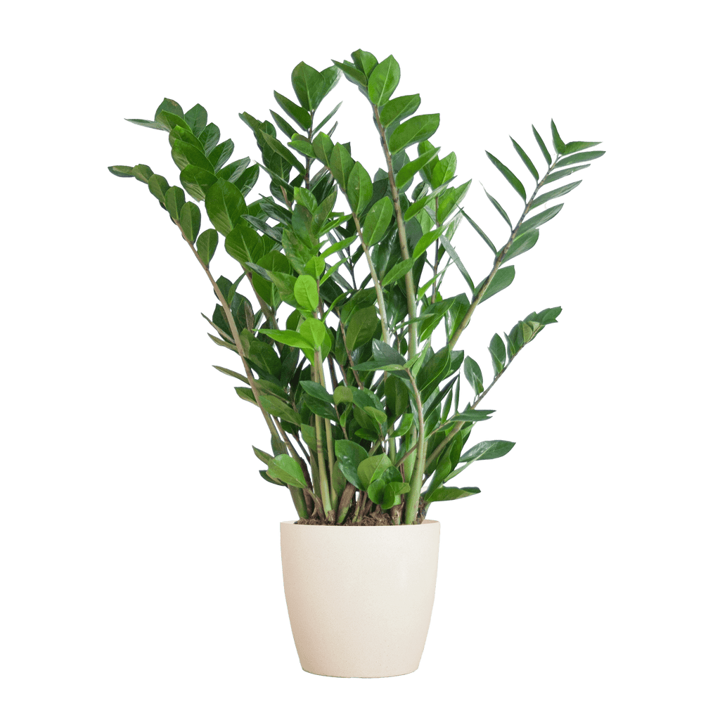 Zamioculcas Zamiifolia mit Viber Weiß  - 80cm - Ø21 - Botanic-Vibes