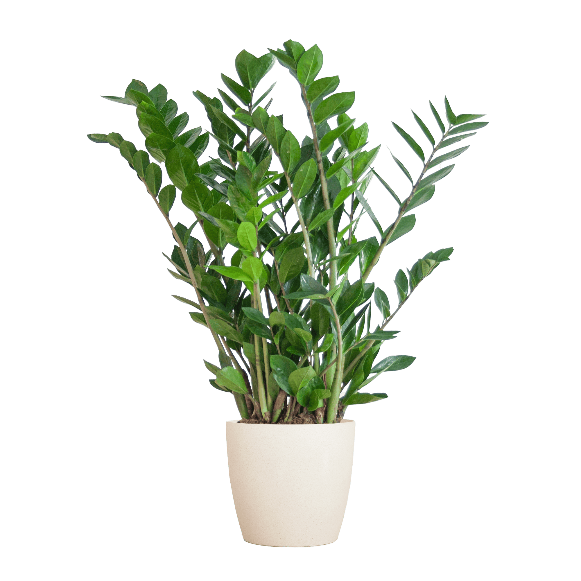 Zamioculcas Zamiifolia mit Viber Weiß  - 80cm - Ø21 - Botanic-Vibes