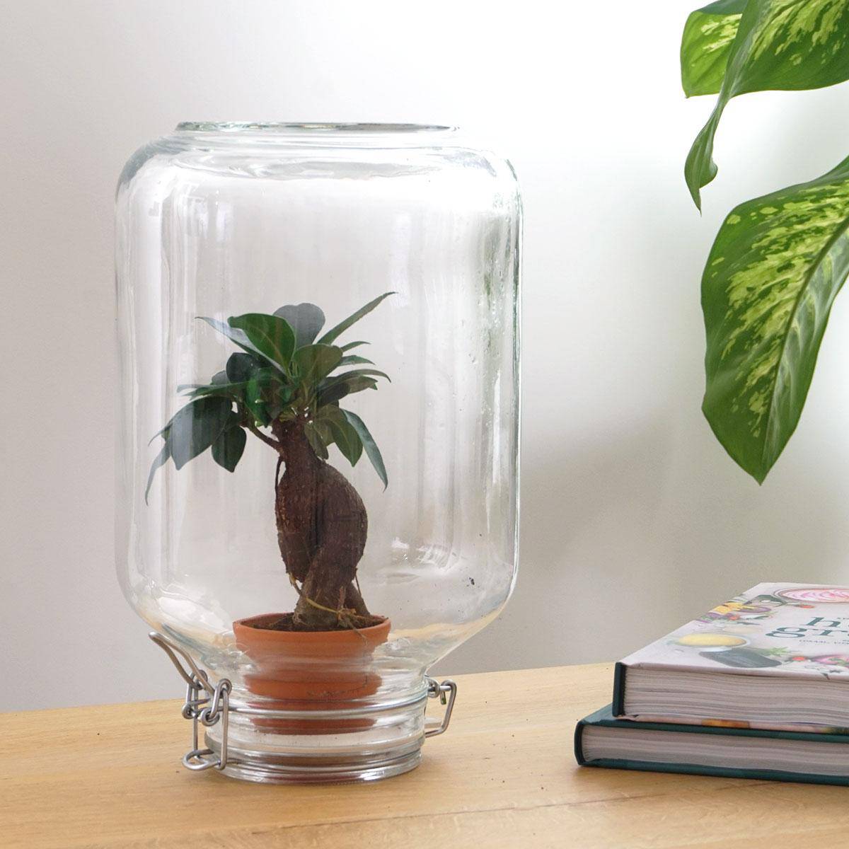 Easyplant – Ficus Ginseng Bonsai - Botanic-Vibes