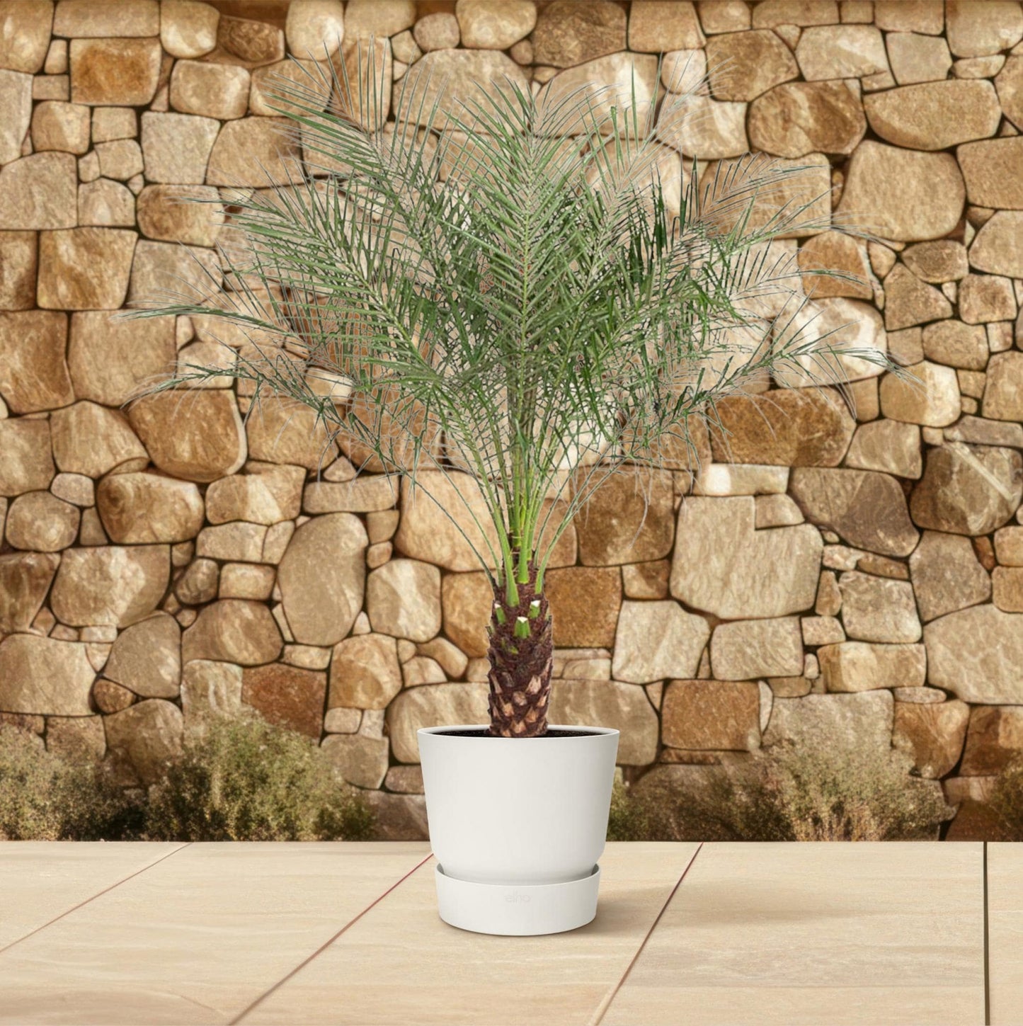 Phoenix roebelenii – 160 cm – Ø27 - Botanic-Vibes