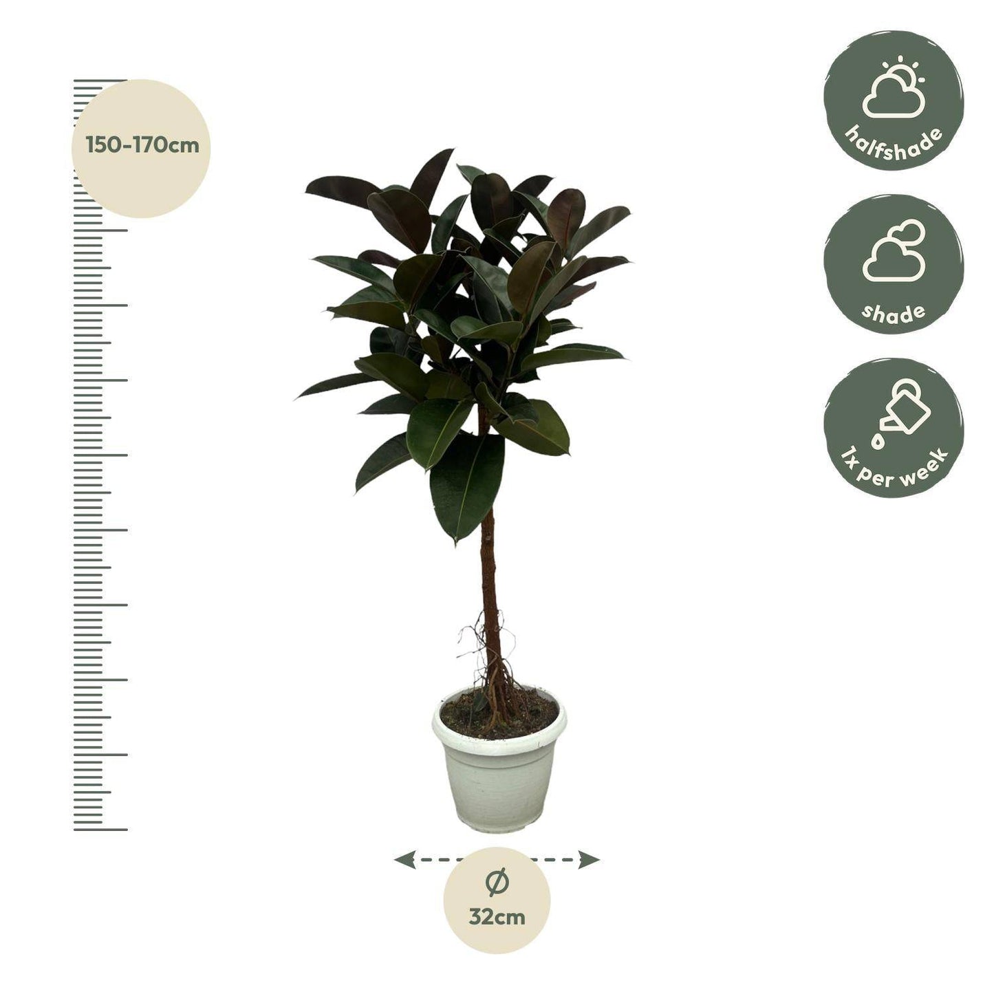 Ficus elastica 'Robusta' Stamm – 140 cm – Ø27 - Botanic-Vibes