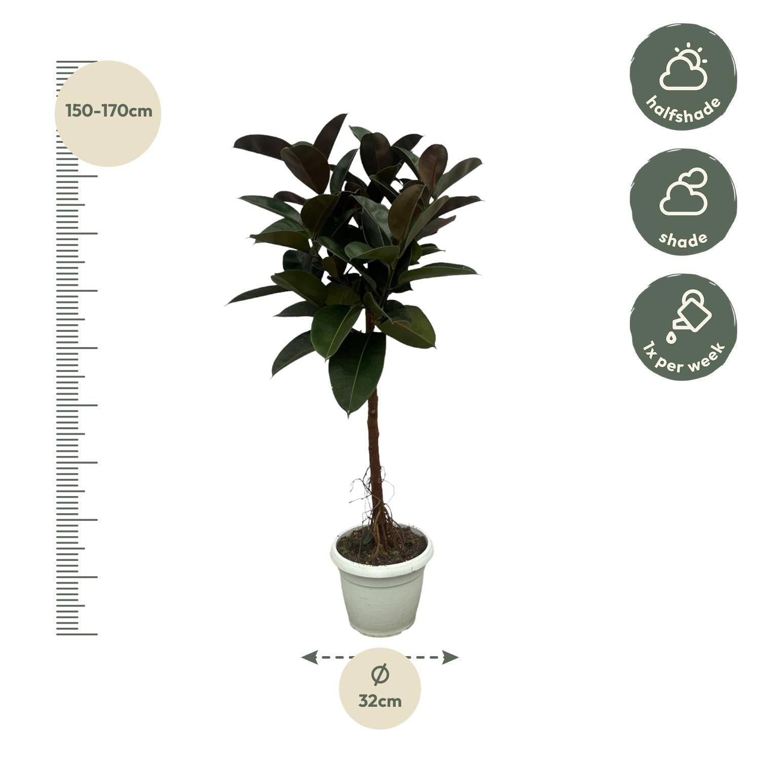 Ficus elastica 'Robusta' Stamm – 140 cm – Ø27 - Botanic-Vibes