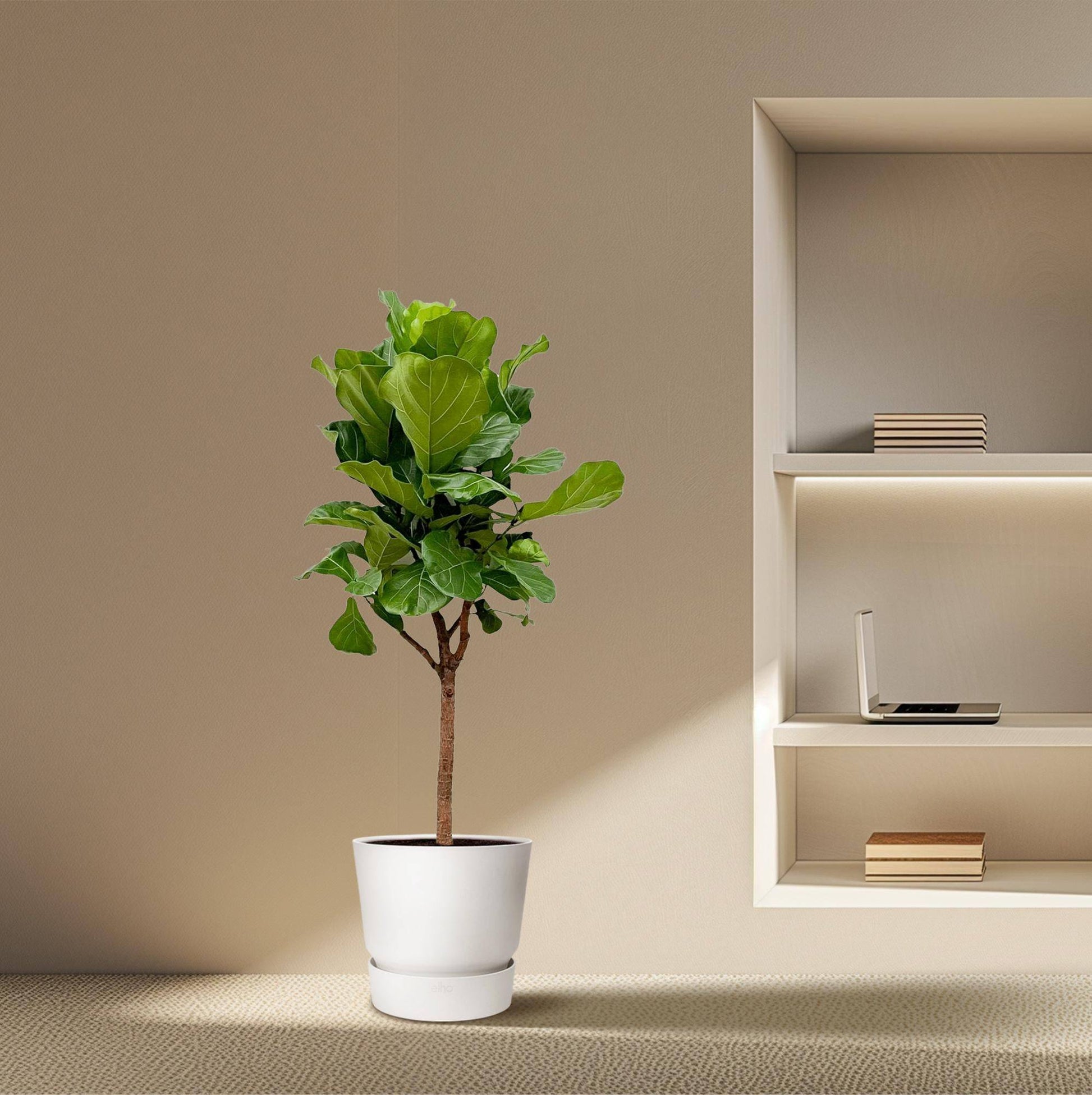 Ficus lyrata Baum – 180 cm – Ø30 - Botanic-Vibes