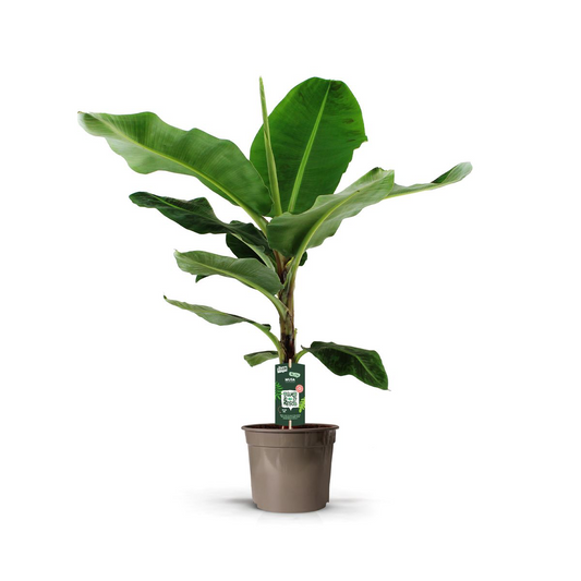 Bananenpflanze (Musa) – 150 cm – ø27