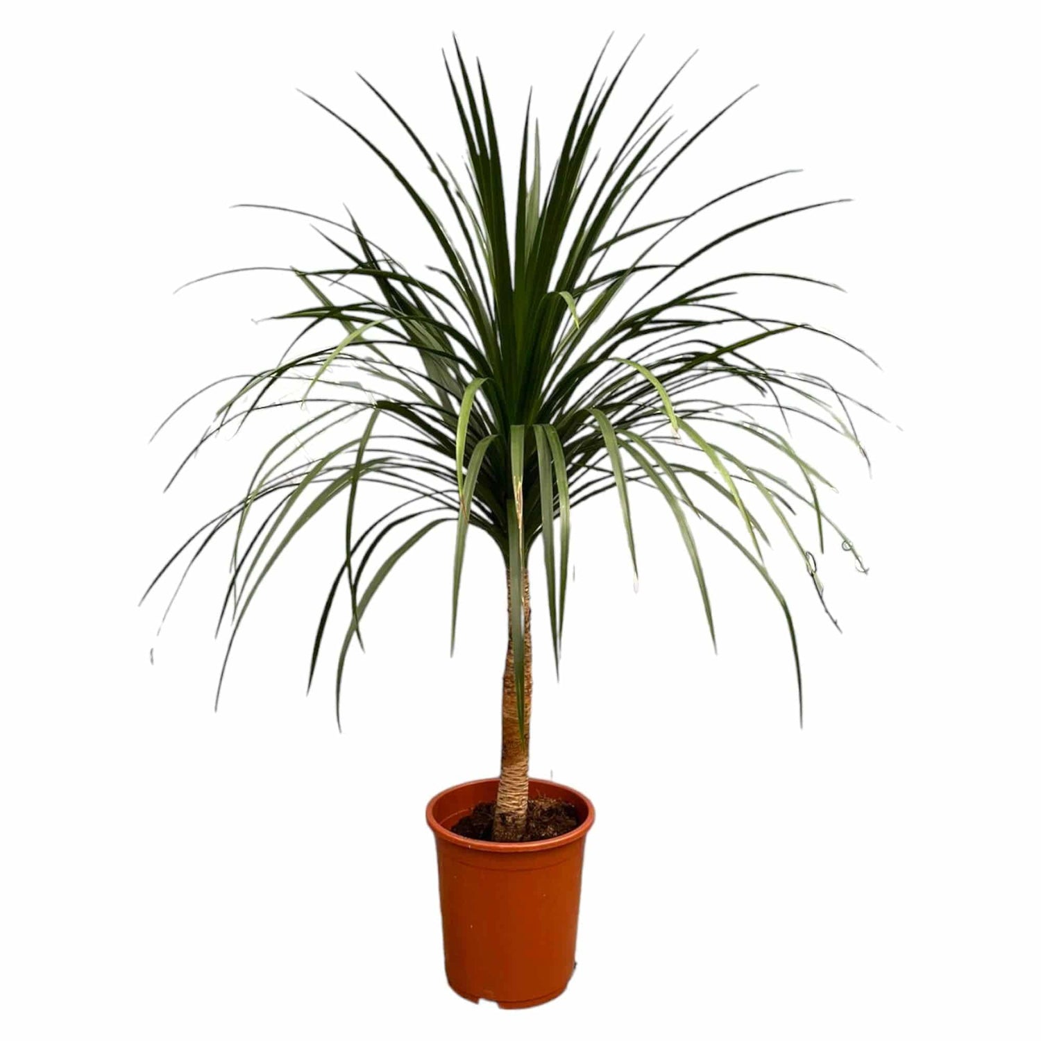 Dracaena draco – 120 cm – ø30 - Botanic-Vibes