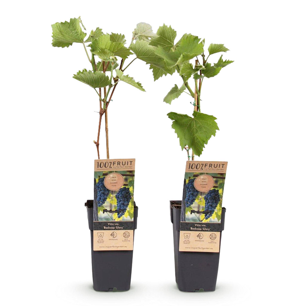 Obstpflanze, Vitis vinifera Boskoop Glory, Weinrebe, Winterhart, Blaue Traube, 2 Pflanzen, Topf 15 cm, 50 cm