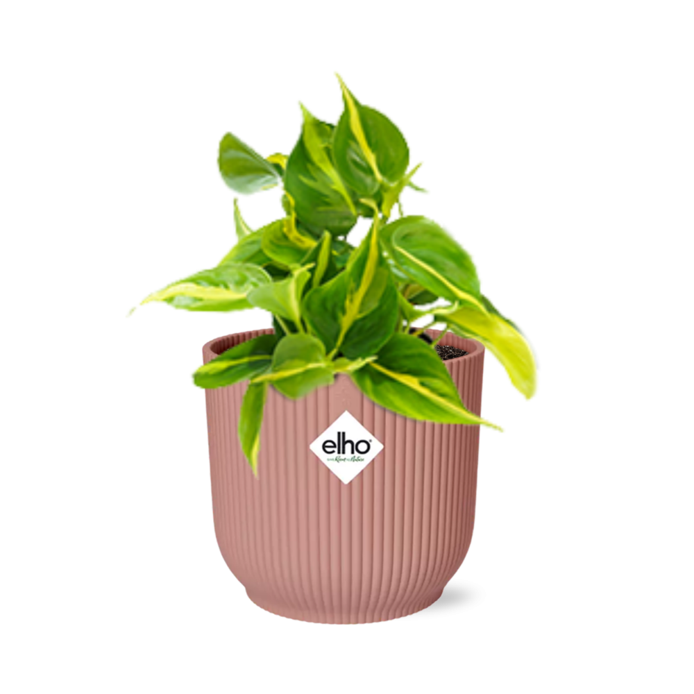 Philodendron Scandens ‘Brasil’ im ELHO Vibes Fold, 14 cm, rosa
