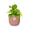 Philodendron Scandens ‘Brasil’ im ELHO Vibes Fold, 14 cm, rosa