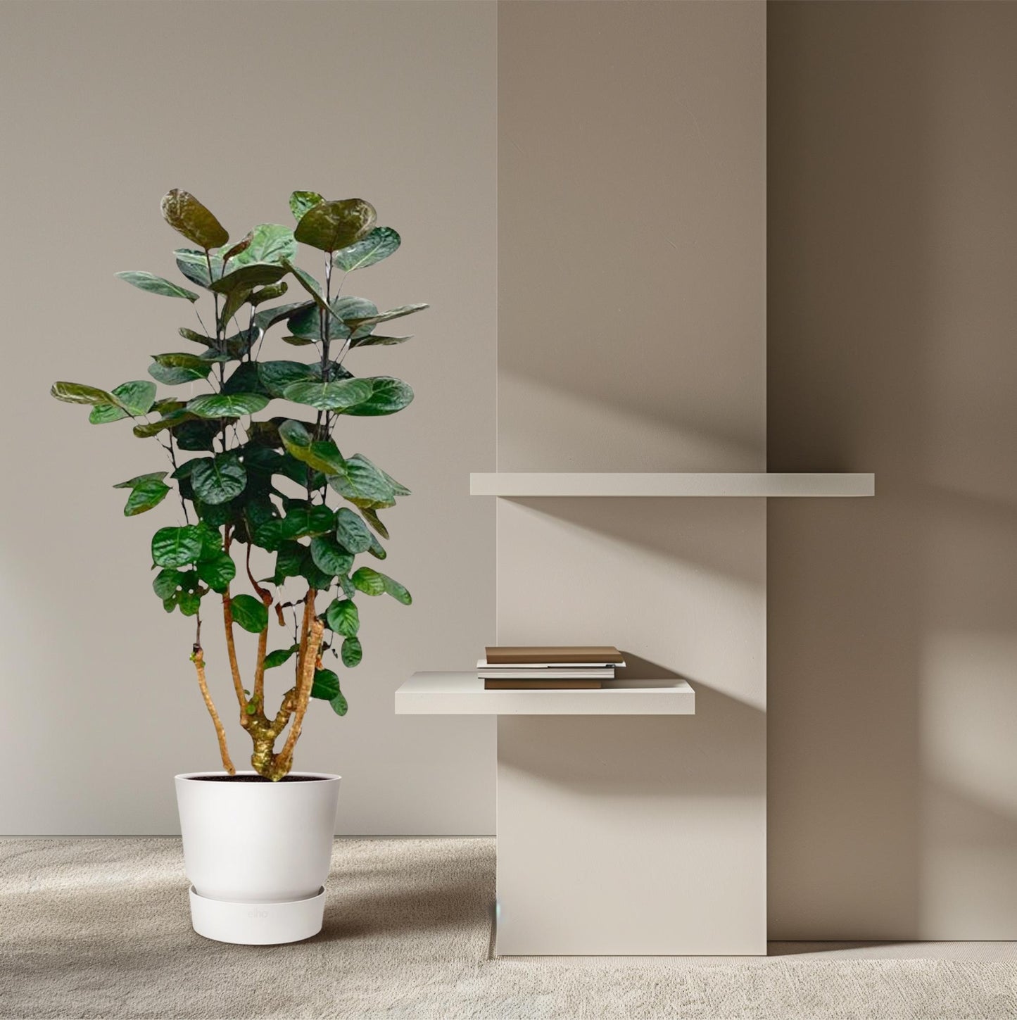 Polyscias fabian – 130 cm – Ø24