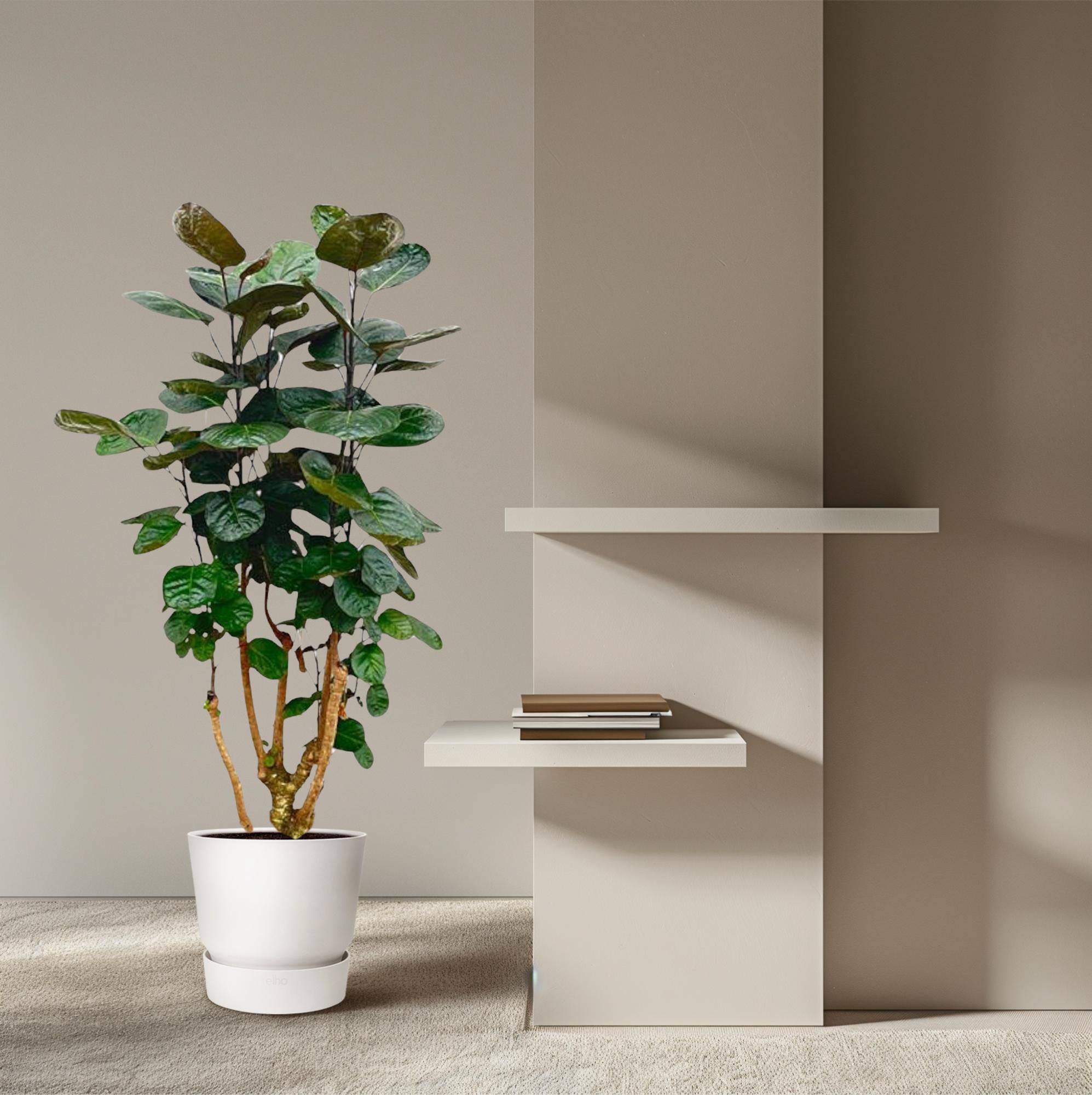Polyscias fabian – 130 cm – Ø24 - Botanic-Vibes