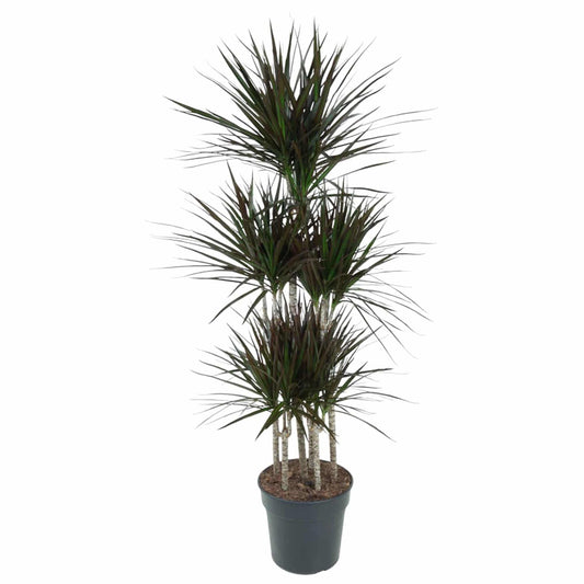 Dracaena Magenta Carrousel – 150 cm – Ø31 - Botanic-Vibes