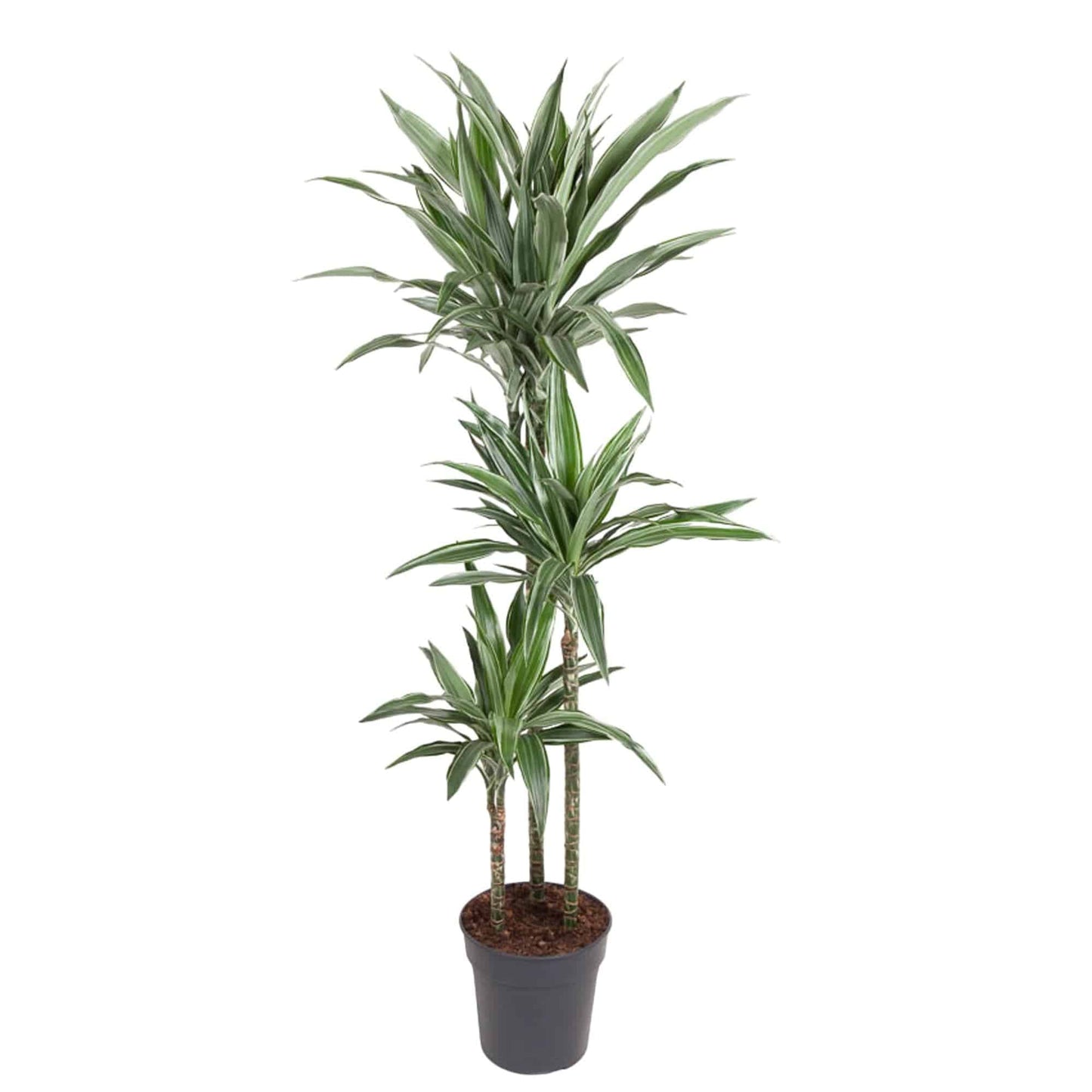 Dracaena Warneckei – 100 cm – Ø27 - Botanic-Vibes