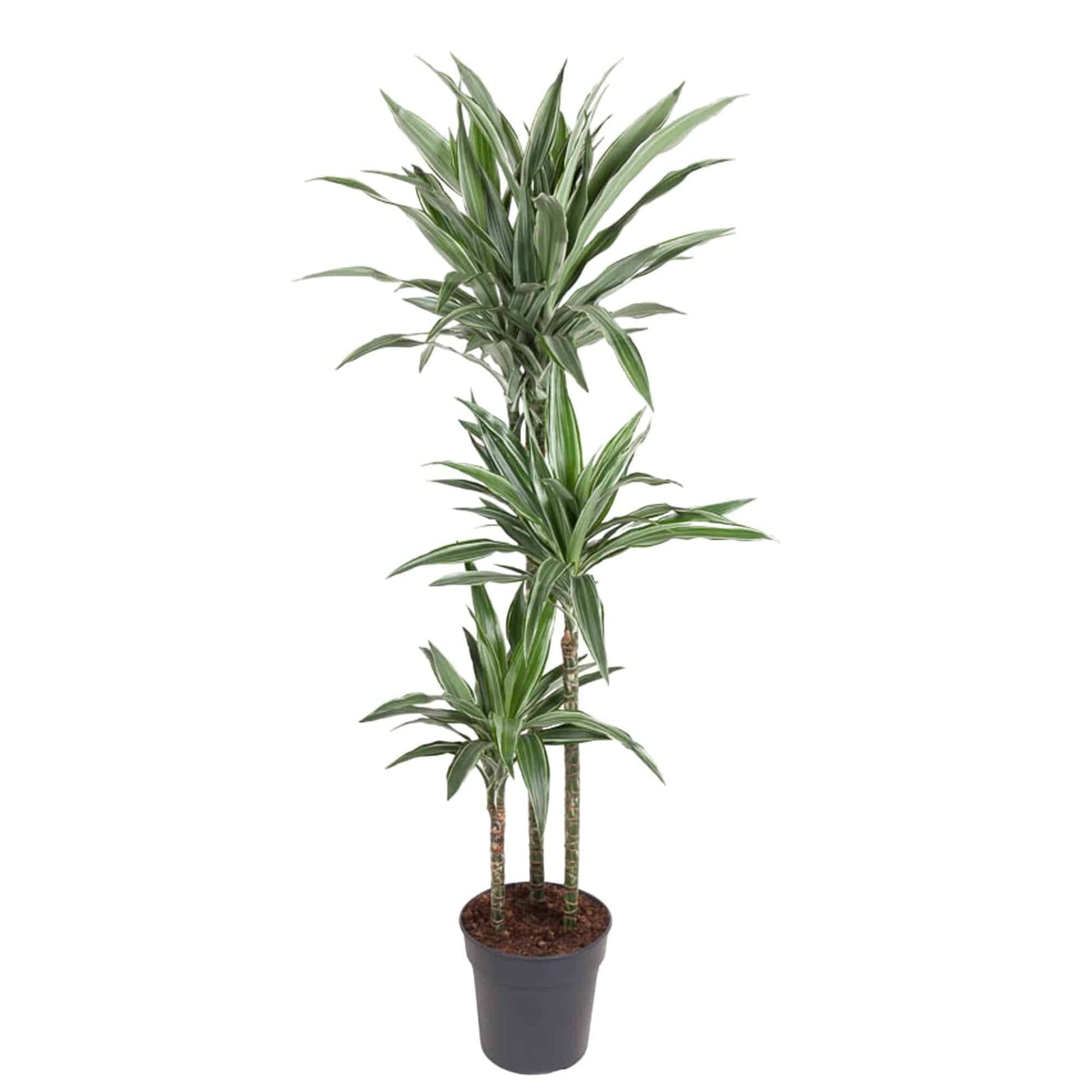 Dracaena Warneckei – 100 cm – Ø27 - Botanic-Vibes