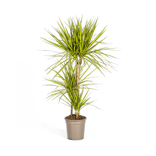 Dracaena Marginata Sunray Ø21cm - ↕100-110cm - Botanic-Vibes