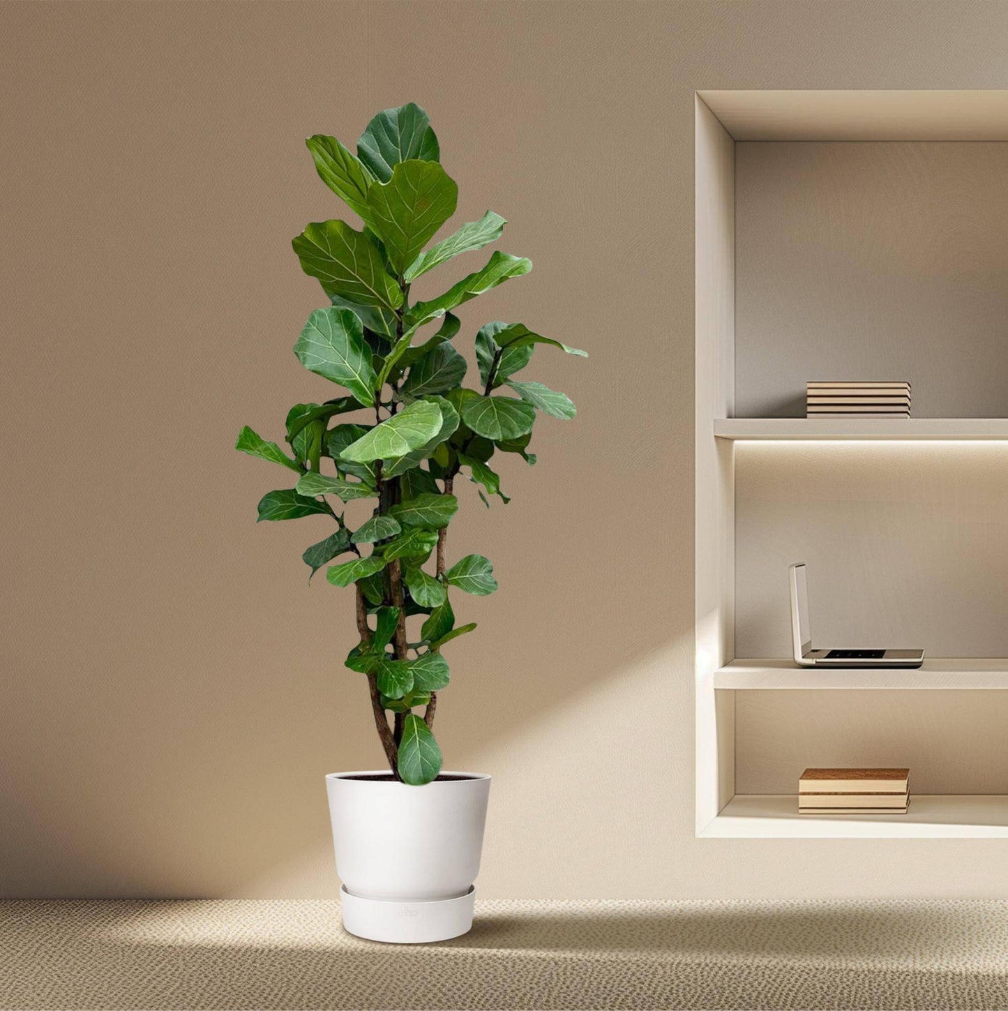 Ficus Lyrata verzweigt XXL – 220 cm – Ø40 - Botanic-Vibes