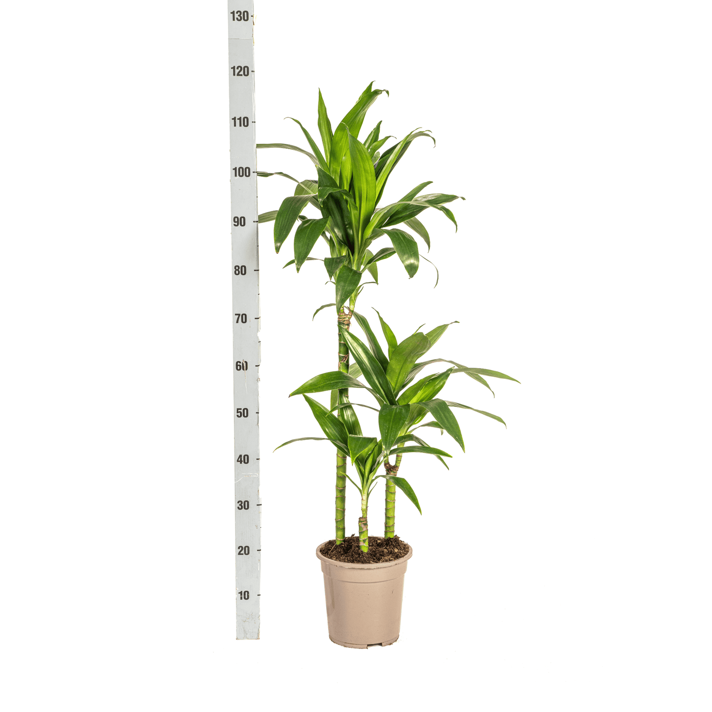 Dracaena Deremensis Lisa Ø21cm - ↕90 - 110cm - Botanic-Vibes