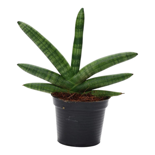 Sansevieria skyline – 25 cm – Ø10,5