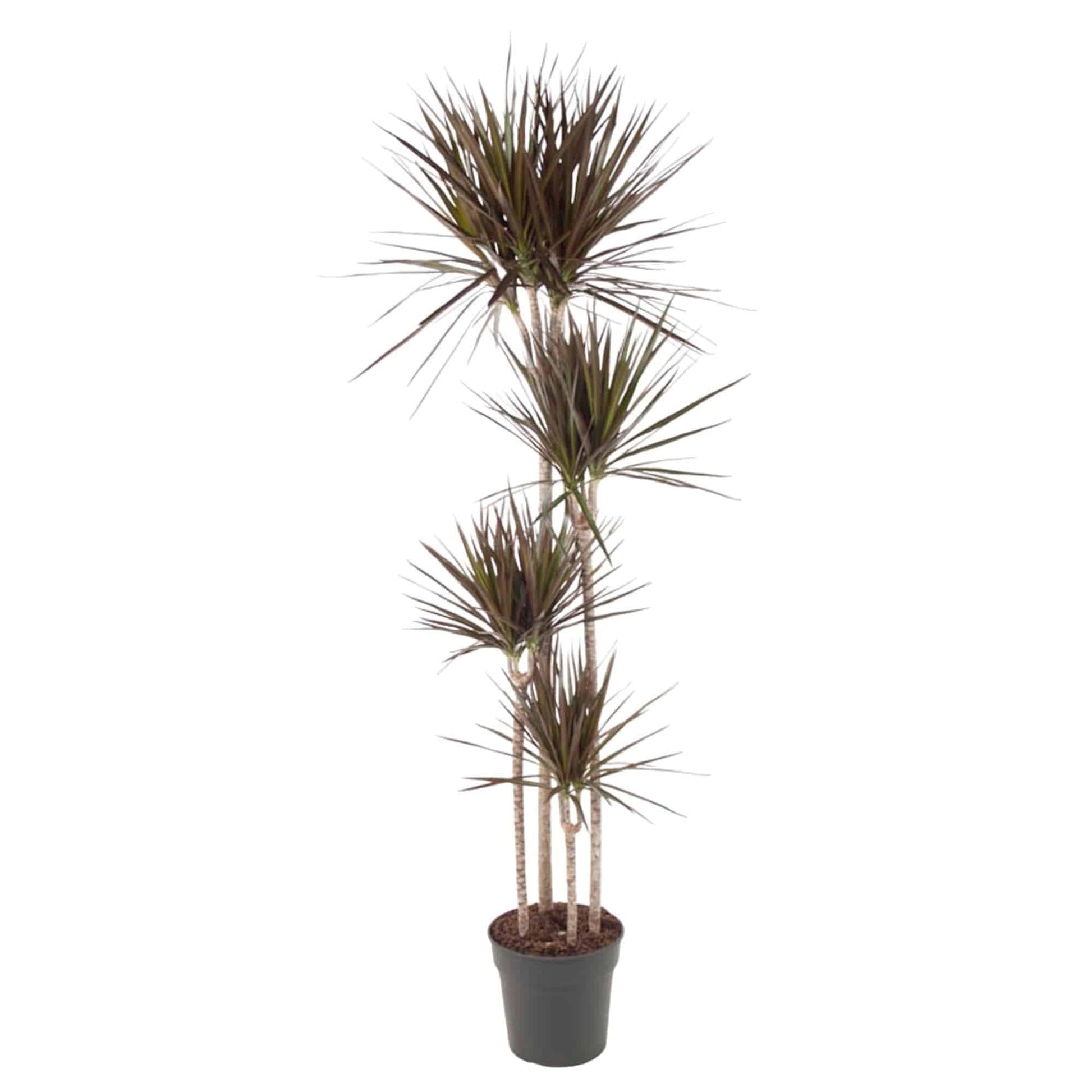 Dracaena Magenta – 180 cm – Ø27 - Botanic-Vibes