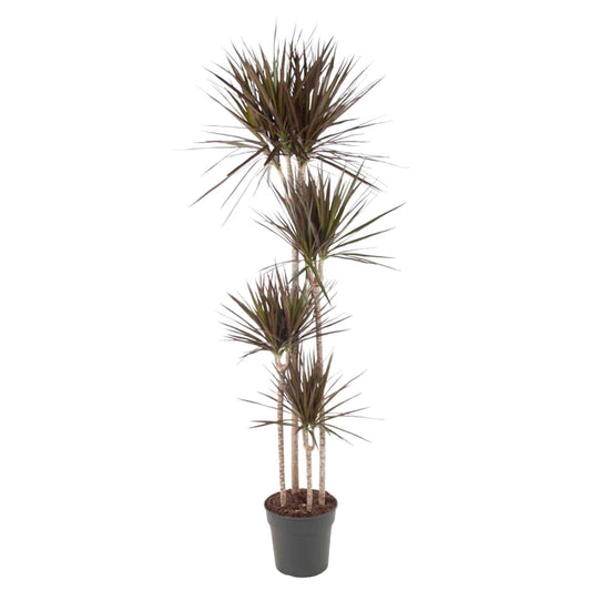 Dracaena Magenta – 180 cm – Ø27 - Botanic-Vibes
