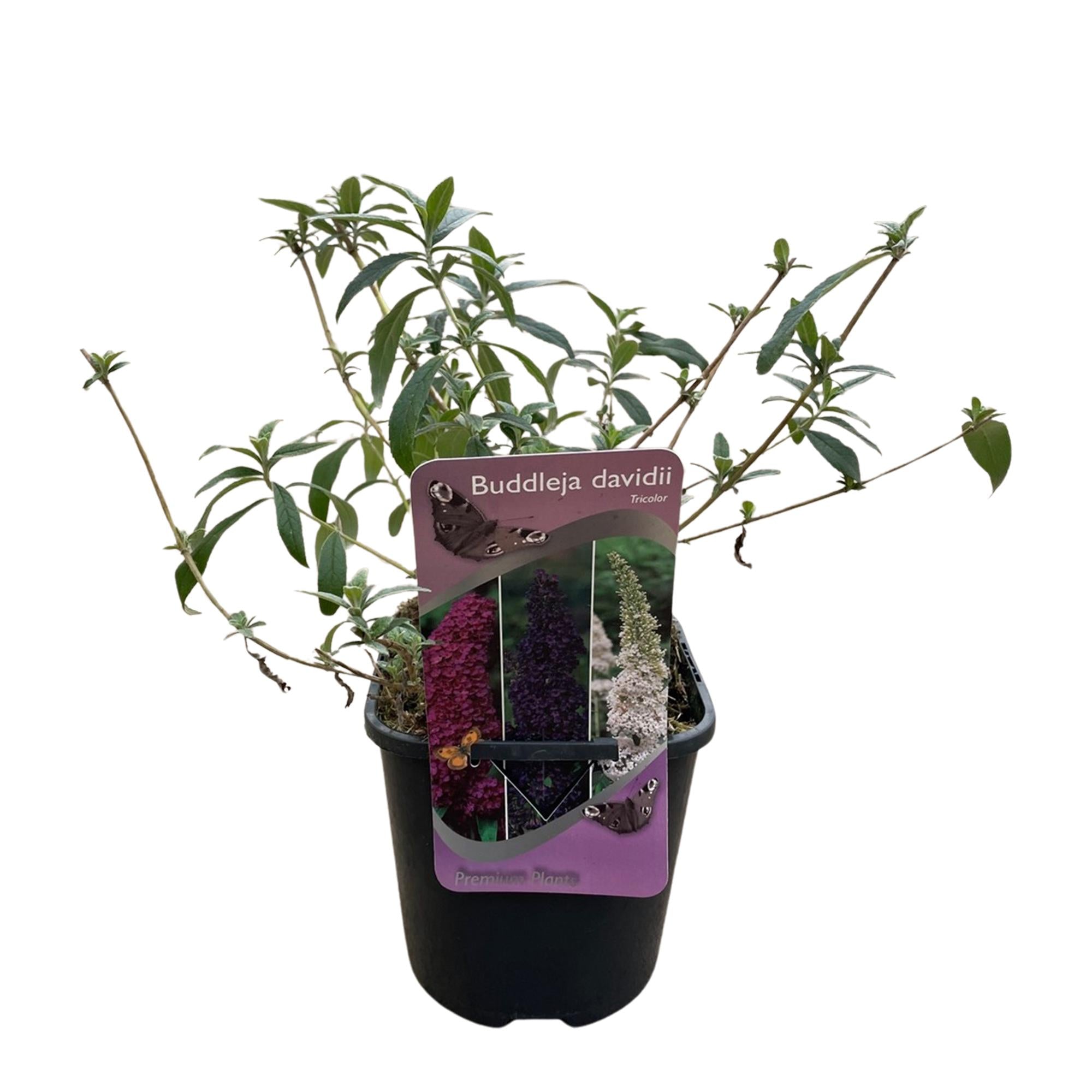 Schmetterlingsstrauch, Buddleja davidii Tricolour, Blüten Rosa, Weiß und Lila, 1 Pflanze, Laubabwerfend, Schmetterlingsanziehend, Topf 17 cm 30 cm