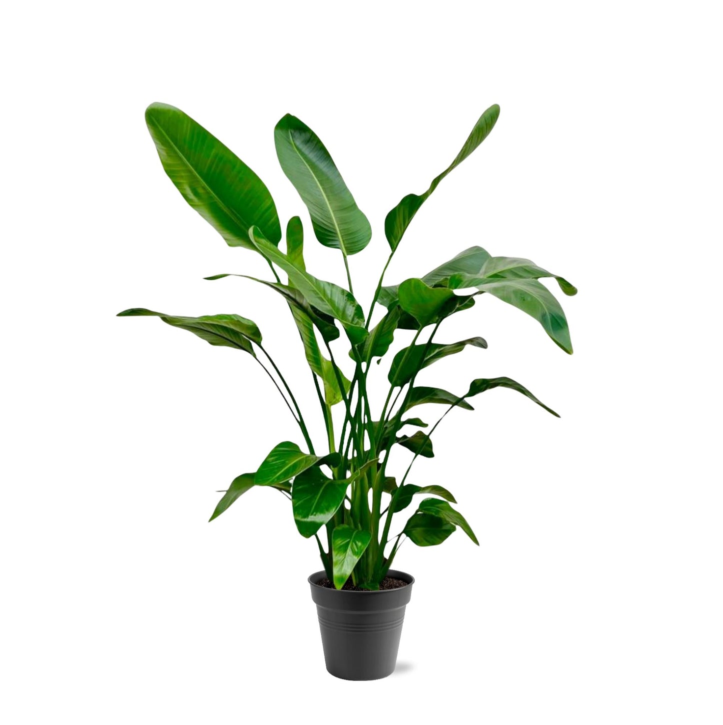 Strelitzia nicolai – 140 – 150cm – Ø24
