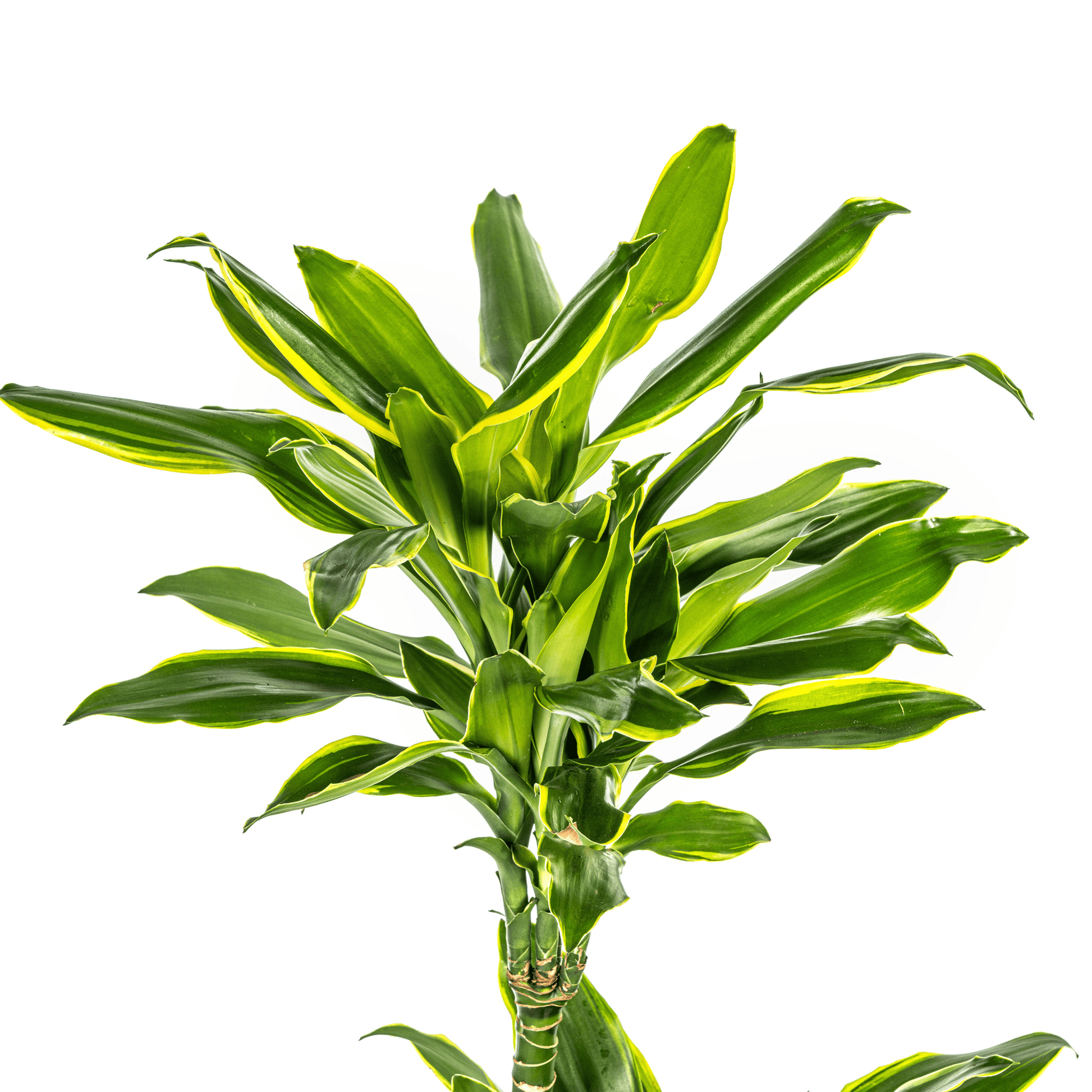 Dracaena Fragrans Golden Coast Ø21cm - ↕90 - 110cm - Botanic-Vibes