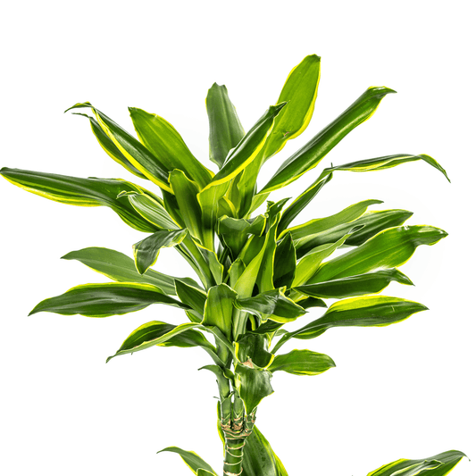 Dracaena Fragrans Golden Coast Ø21cm - ↕90 - 110cm - Botanic-Vibes