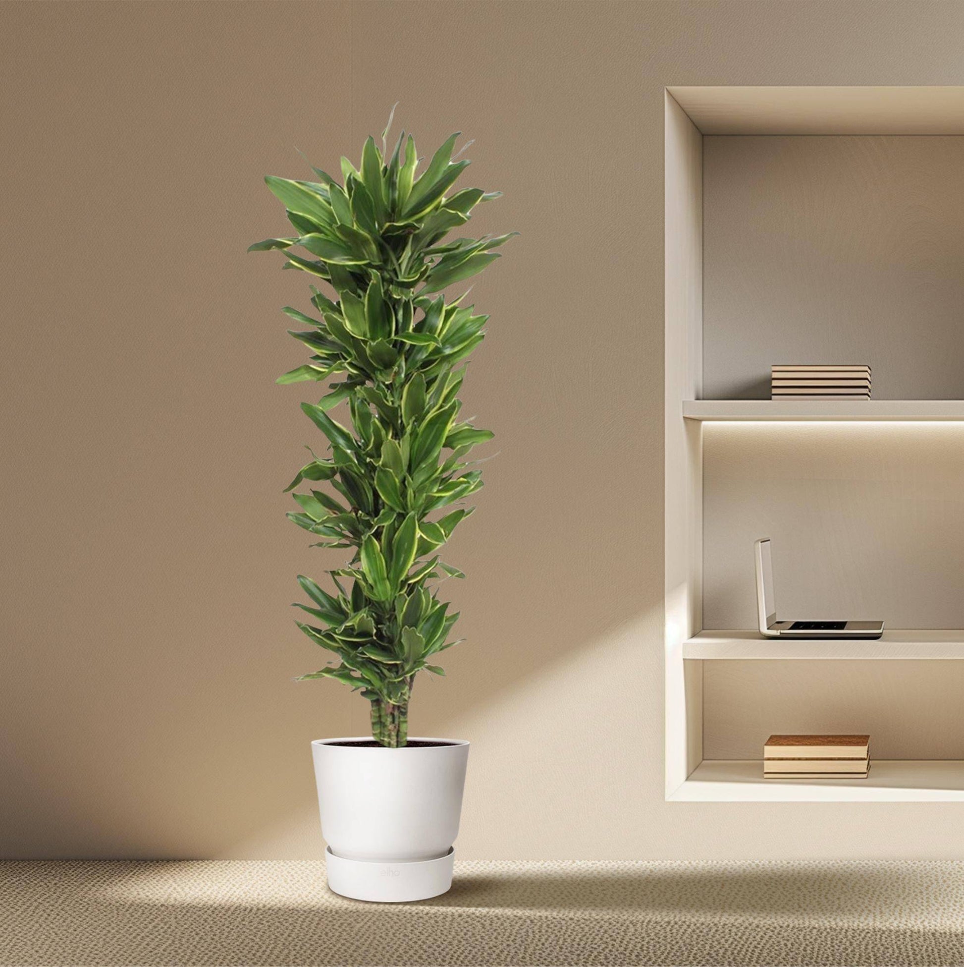 Dracaena golden coast – 200 cm – ø34 - Botanic-Vibes
