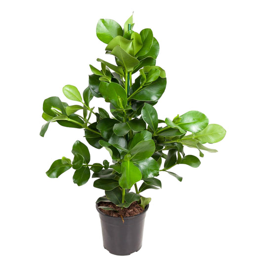 Clusia rosea – 110 cm – Ø24