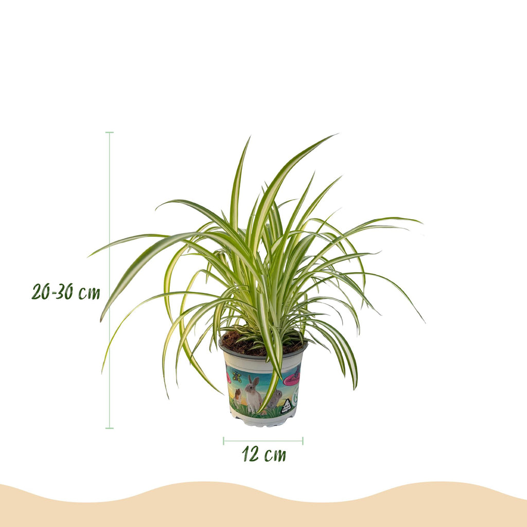 Green boutiQ, Zimmerpflanze, Cyperus, Calissia, Chlorophytum, Mix aus 3, Haustierfreundliche Pflanzen, Grün, Topf 12cm, Höhe 20cm