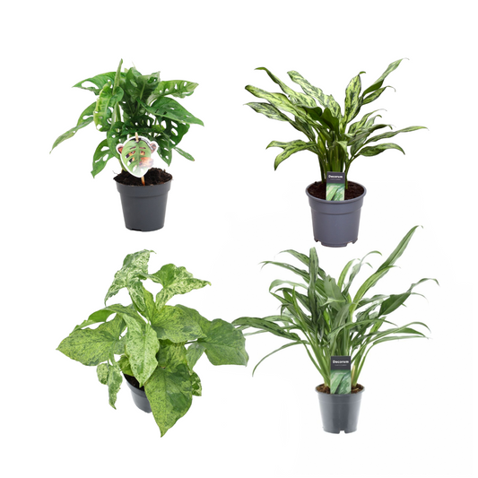 Groen mix 4 planten – monstera obliqua 'monkey leaf' – 25 cm – Ø12 – aglaonema juliette – 40 cm – Ø12 – syngonium mottled – 25 cm – Ø12 – aglaonema cutlass – 40 cm – Ø12