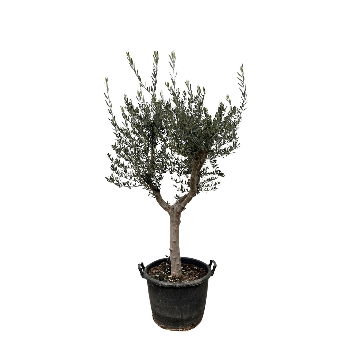 Olea europaea Cultivo – 220 cm – Ø40