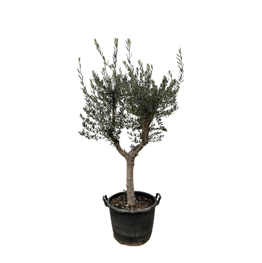 Olea europaea Cultivo – 220 cm – Ø40