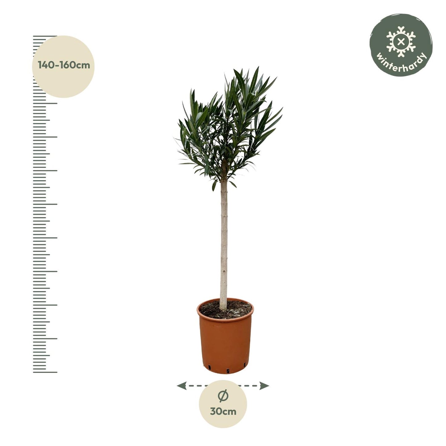 Nerium oleander auf Stamm mit roter Blüte – 170 cm – Ø30