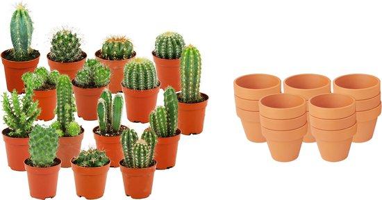 Mini Kakteen Mix, 15 Stück, Ø8 cm,1 cm, 5-10 cm, Terrakottatöpfe