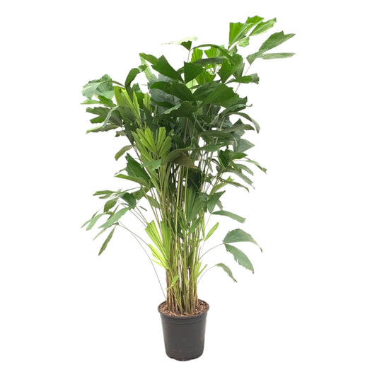 Caryota mitis – 160 cm – Ø24