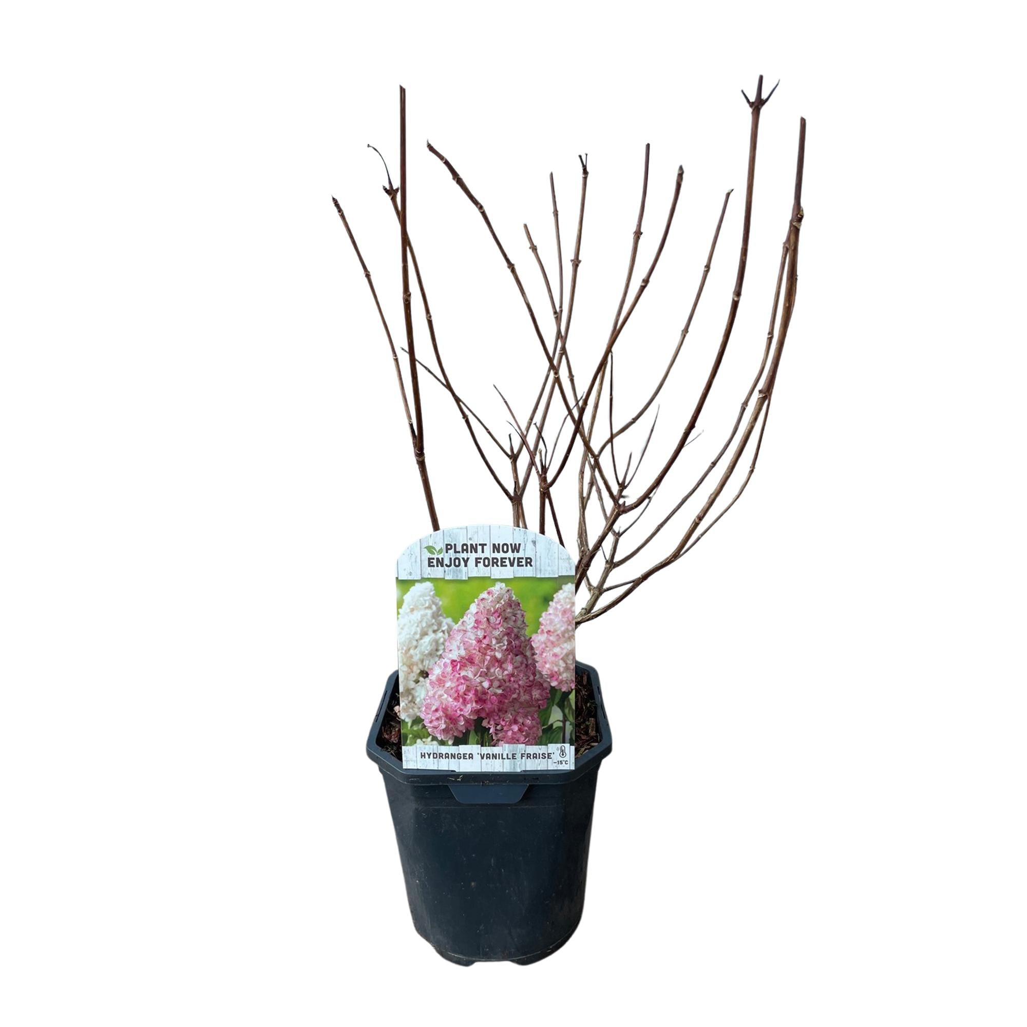 Rispenhortensie, Hydrangea panniculata Vanille Fraise, Blüte Weiß Rosa, 1 Pflanze, Laubabwerfend, Große Blumen, Topf 17 cm 50 cm