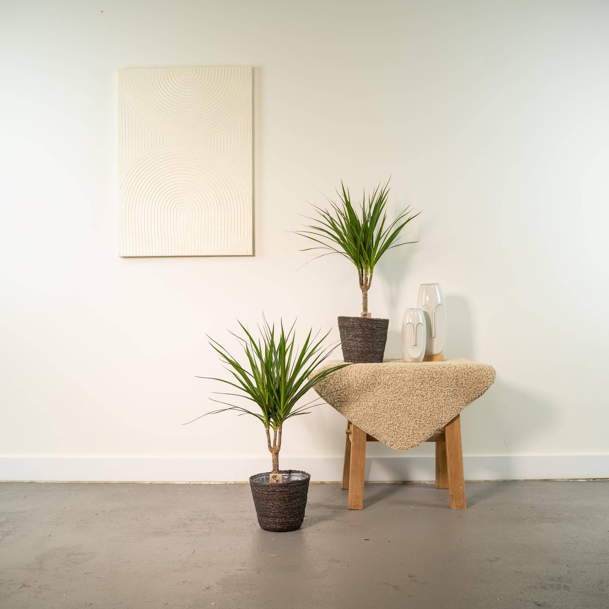 2× Dracaena – 60 cm – Ø14 - Botanic-Vibes