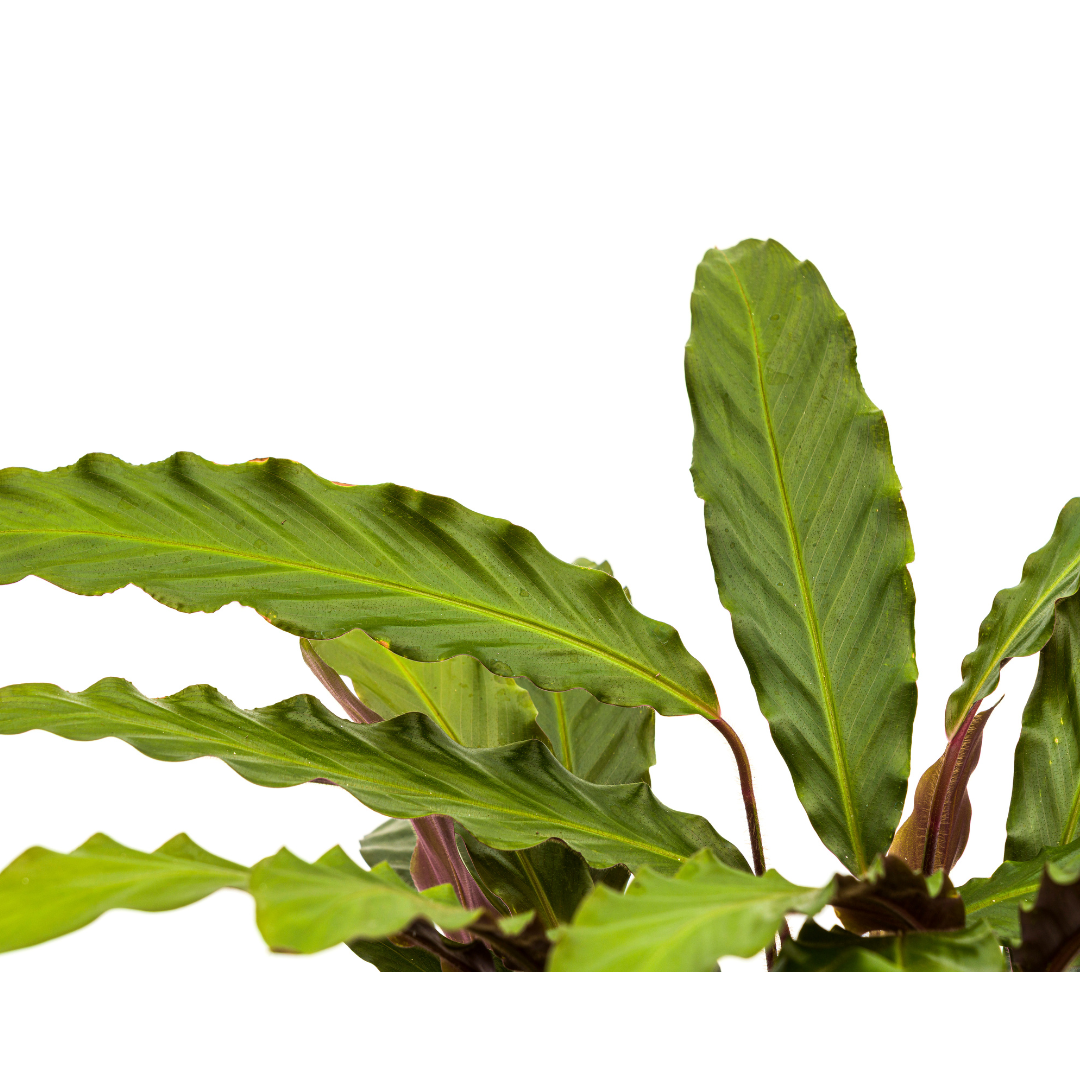 Calathea Rufibarba Ø27cm - ↕60 - 80cm
