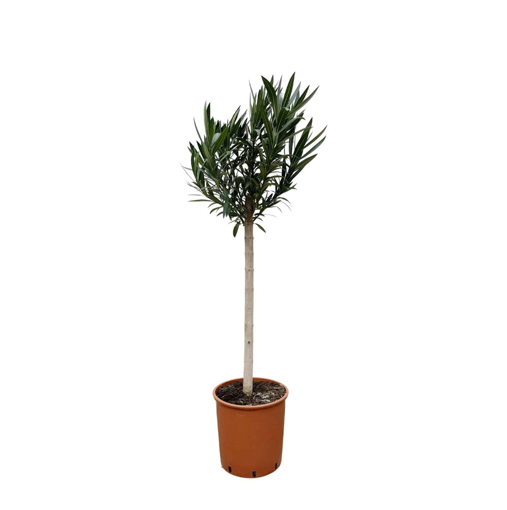 Nerium oleander auf Stamm mit rosa Blüte – 170 cm – Ø30 - Botanic-Vibes