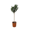 Nerium oleander auf Stamm mit rosa Blüte – 170 cm – Ø30 - Botanic-Vibes