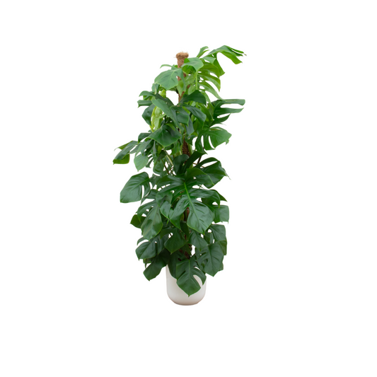 Combi deal - Monstera pertusum XL inklusive elho Jazz Round Weiß Ø26 – 150 cm