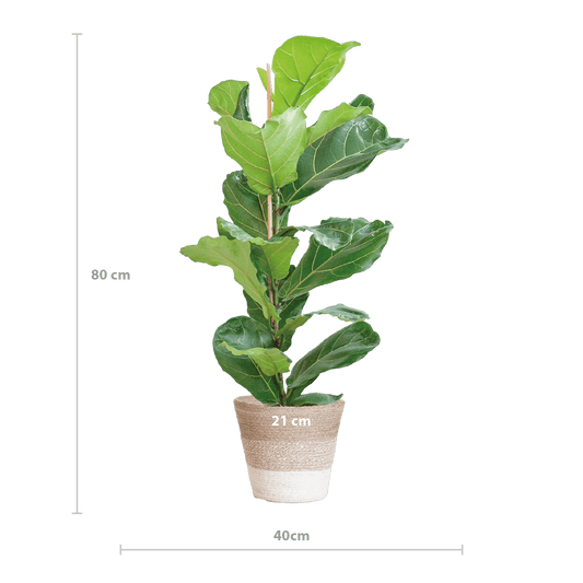 Ficus Lyrata mit Korb Lissabon weiß - 80cm - Ø21 - Botanic-Vibes